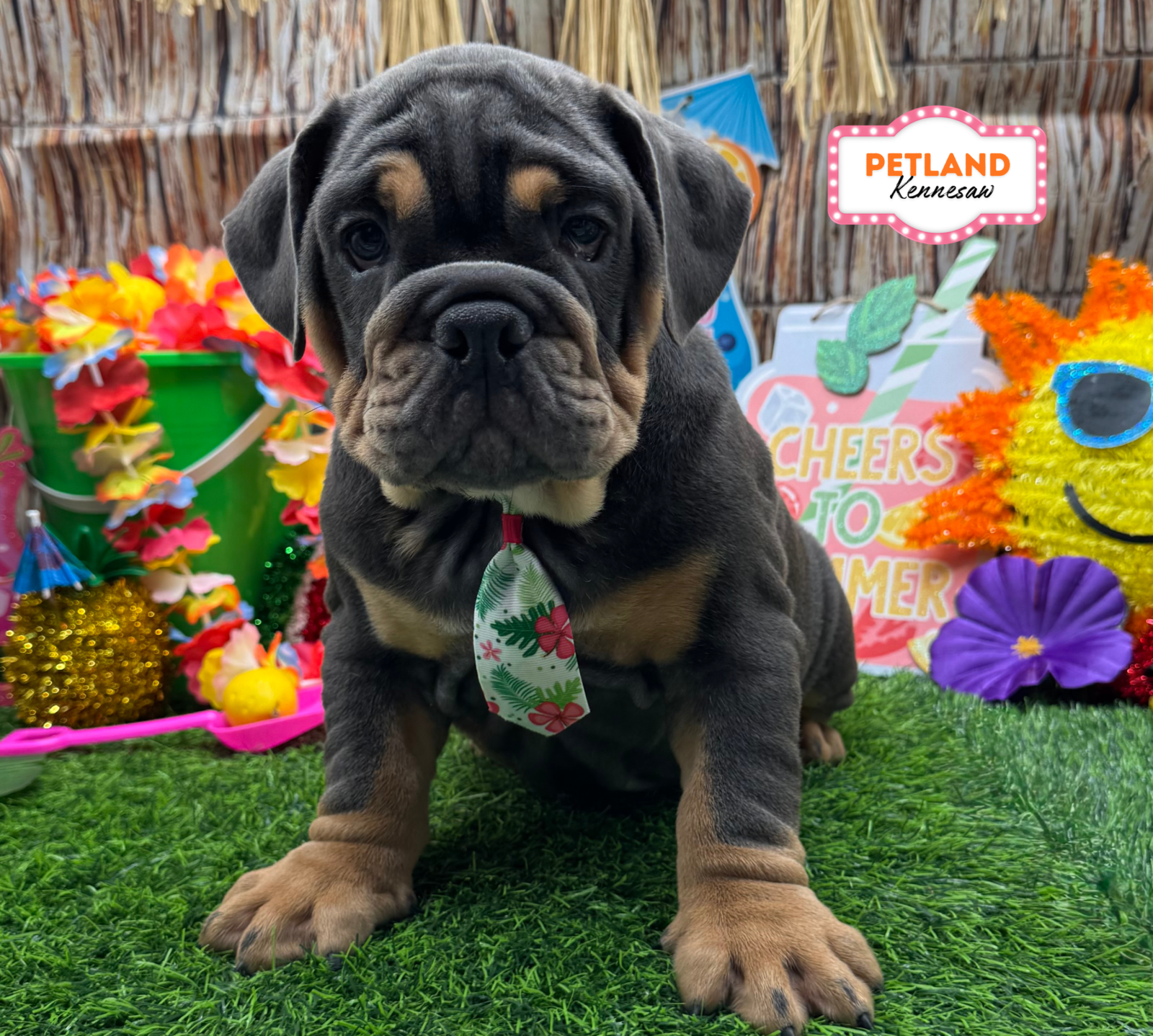 English Bulldog in Dallas, GA