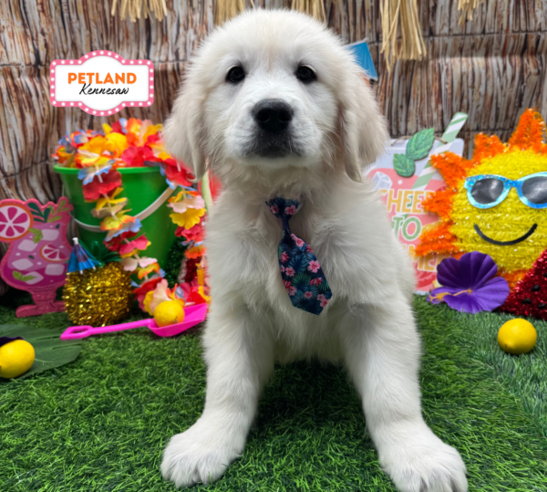 [#261211-05] English Cream M Golden Retriever Puppies For Sale