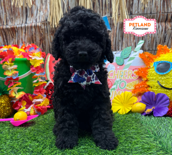 [#261265-02] Black F Goldendoodle Mini Puppies For Sale