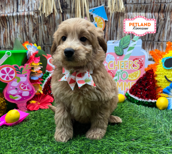 [#261066-05] Red F Goldendoodle Mini Puppies For Sale