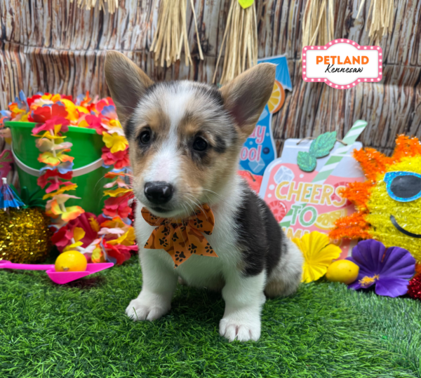 [#261164-03] Blue Merle / White F Pembroke Welsh Corgi Puppies For Sale