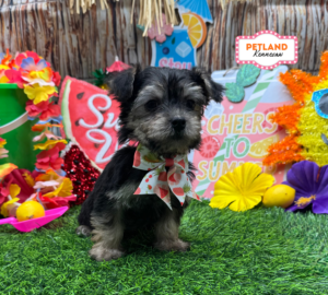 Petland Kennesaw, Georgia Morkie puppy available
