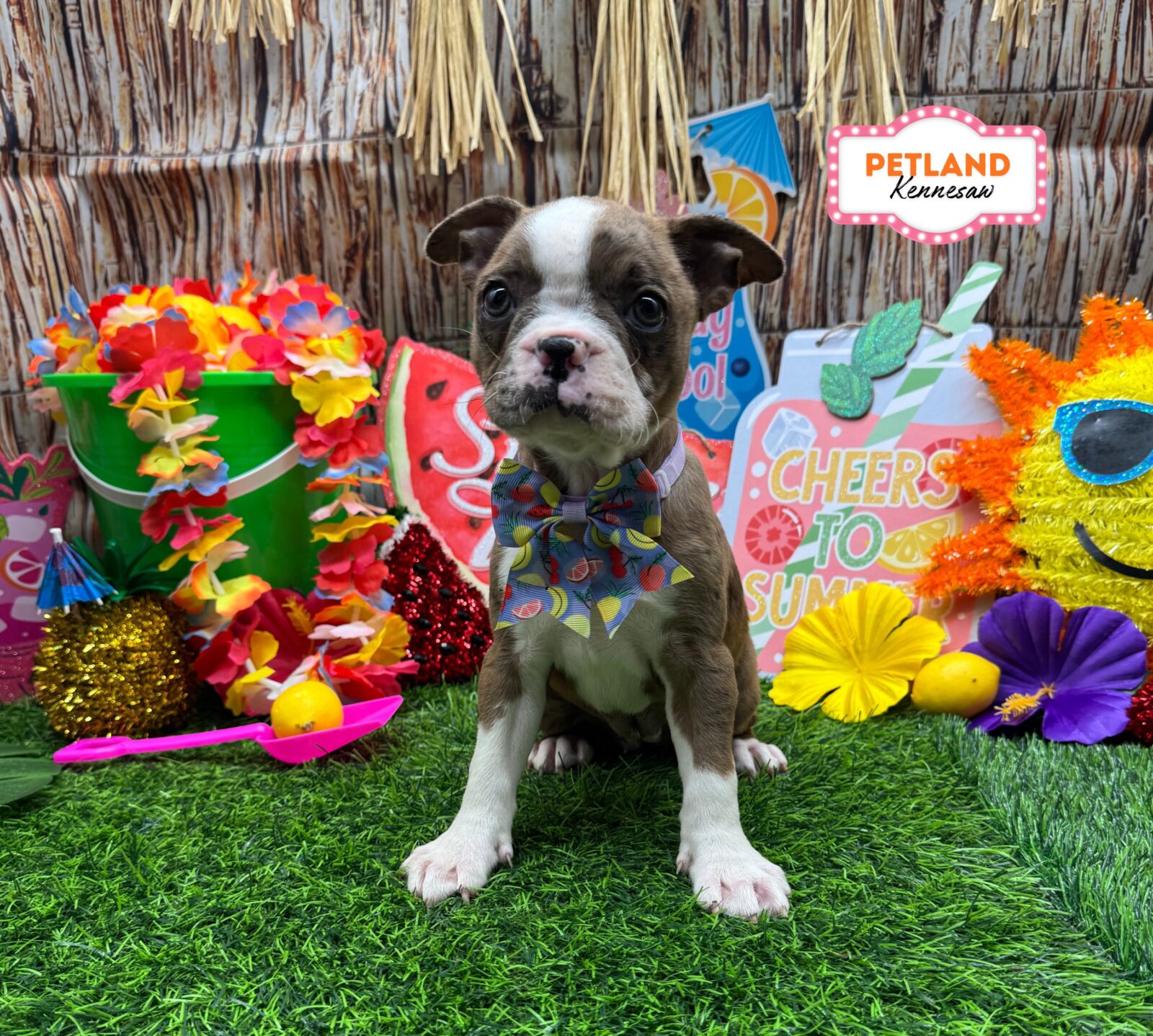 Boston Terrier in Dallas, GA