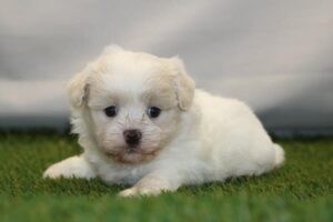 Teddy Bear – 33100