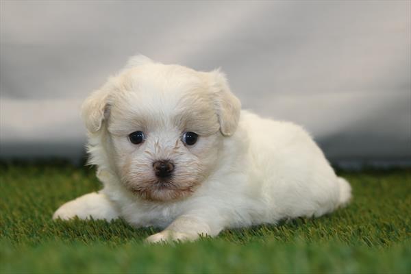 [#261123-02] Blenheim F Teddy Bear Puppies For Sale