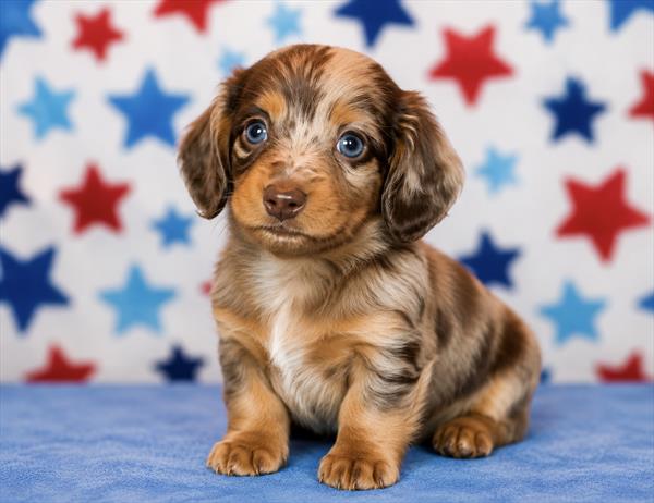 [#261139-01] Chocolate M Dachshund Puppies For Sale