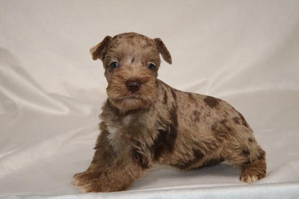 [#261114-06] Chocolate Merle F Miniature Schnauzer Puppies For Sale