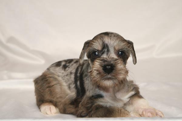 [#261114-05] Blue Merle M Miniature Schnauzer Puppies For Sale