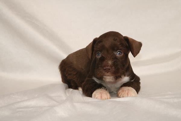 [#261114-02] Liver M Miniature Schnauzer Puppies For Sale