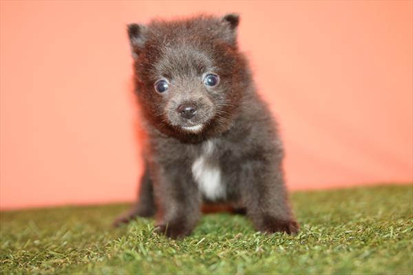 [#261190-01] Gray M Pomeranian Puppies For Sale