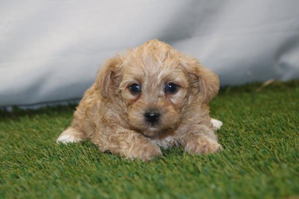 [#261124-01] Tan M Yorkiepoo Puppies For Sale