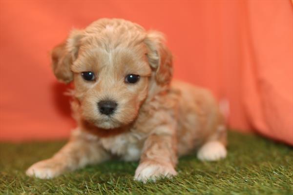 [#261254-01] Apricot M Bichapoo Puppies For Sale