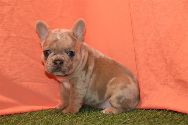 [#261144-02] Blue Merle F French Bulldog Puppies For Sale