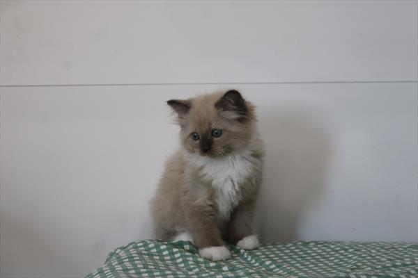[#261586-01] Seal Mink M Ragdoll Cat Kittens For Sale