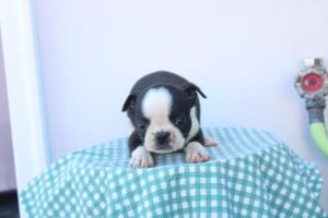 Petland Kennesaw, Georgia Boston Terrier puppy available