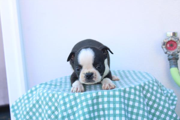 [#261404-08] Black / White F Boston Terrier Puppies For Sale