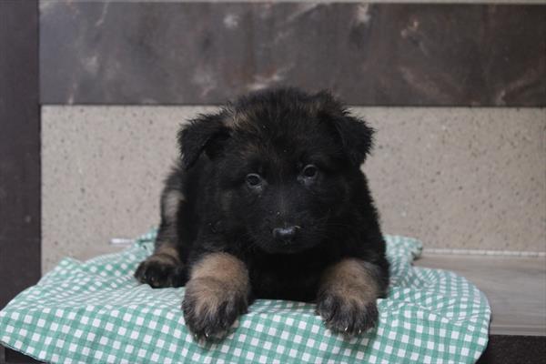 [#261328-07] Black / Tan M German Shepherd Dog Puppies For Sale