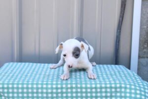 Petland Kennesaw, Georgia Italian Greyhound puppy available