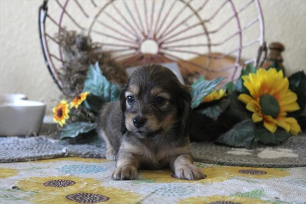 [#261312-01] Dark Sable M Dachshund Puppies For Sale