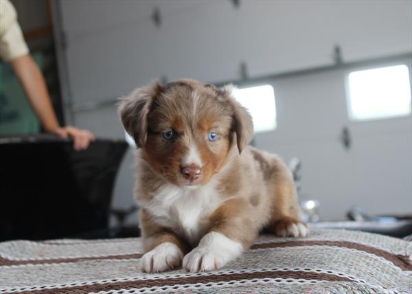 [#261215-08] Red Merle F Miniature Australian Shepherd Puppies For Sale