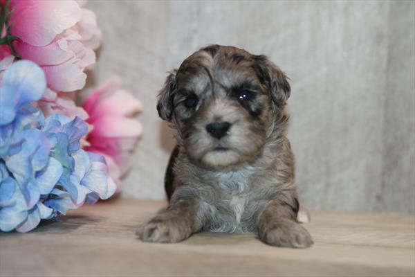 [#261332-01] Blue Merle M ShihPoo Puppies For Sale