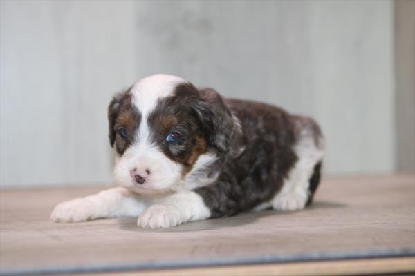 [#261207-04] Blue Merle M Aussiepoo Mini Puppies For Sale