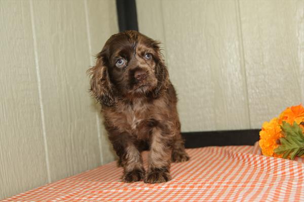 [#261257-02] Chocolate Merle F Cocker Spaniel Puppies For Sale