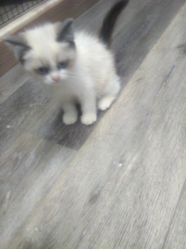 [#261694-01] Silver / Gray M British Shorthair Kittens For Sale