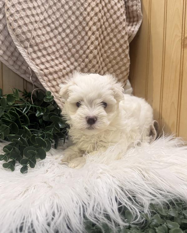 [#261288-03] White F Maltese Puppies For Sale