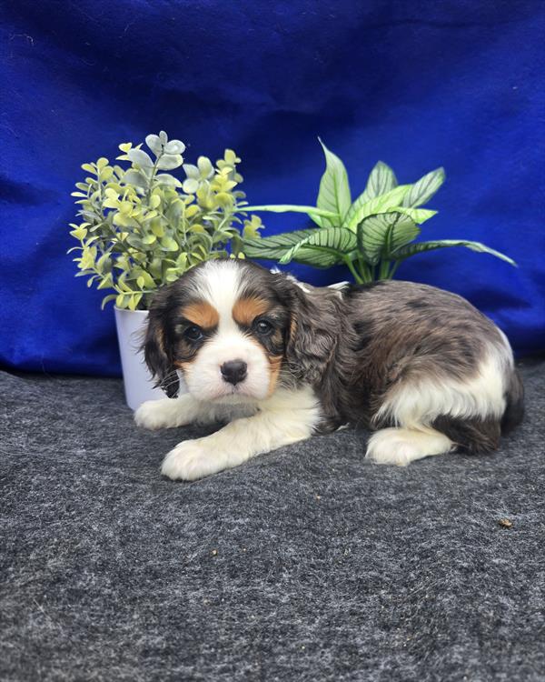 [#261393-03] Merle M Cavalier King Charles Spaniel Puppies For Sale