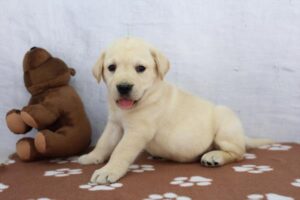 Petland Kennesaw, Georgia Labrador Retriever puppy available