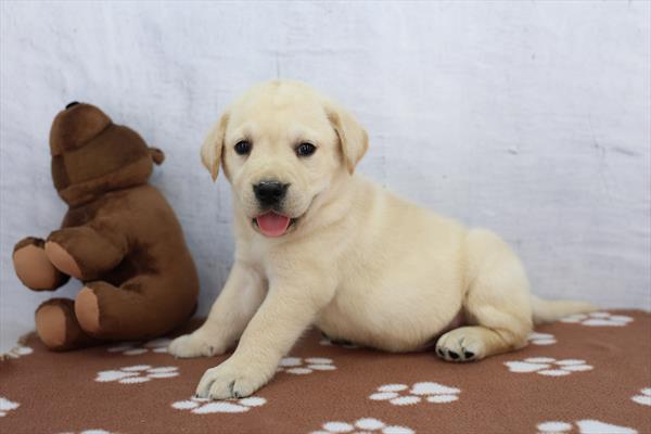 [#261803-02] Yellow M Labrador Retriever Puppies For Sale