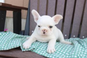 Petland Kennesaw, Georgia French Bulldog puppy available