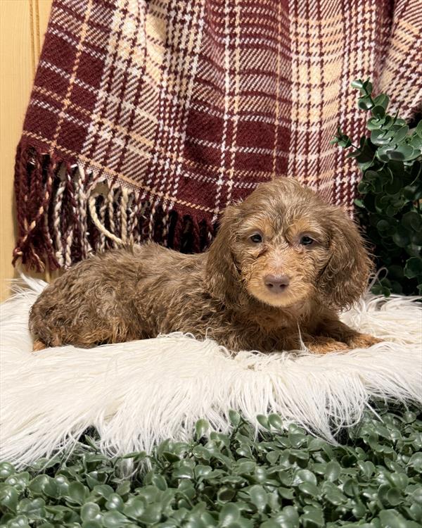 [#261556-04] Isabella F Dachshund Puppies For Sale