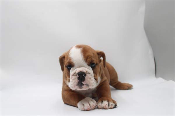 [#261250-04] Red / White F English Bulldog  Puppies For Sale