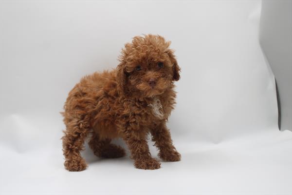 [#261228-03] Red F Poodle Mini Puppies For Sale