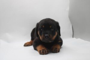 Rottweiler – 33113