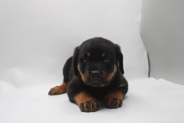 [#261462-01] Black / Tan M Rottweiler Puppies For Sale