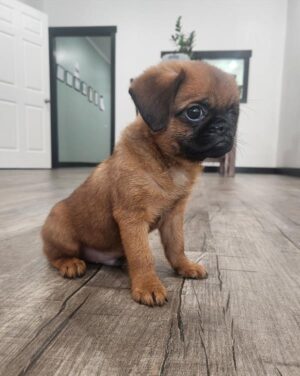 Petland Kennesaw, Georgia Brussels Griffon puppy available