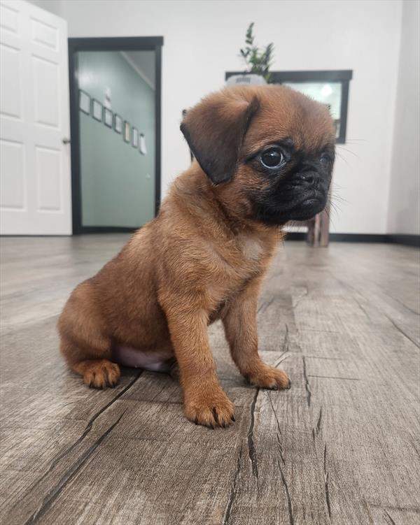 [#261798-01] Brown M Brussels Griffon Puppies For Sale