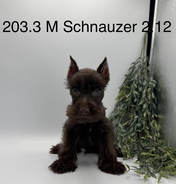 [#261203-03] Chocolate M Miniature Schnauzer Puppies For Sale