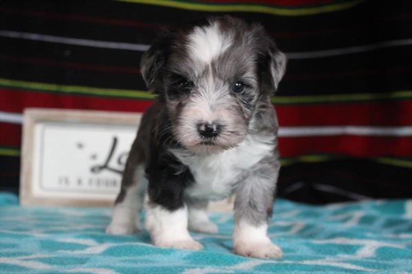 [#261241-08] Blue Merle / White F Miniature Schnauzer Puppies For Sale