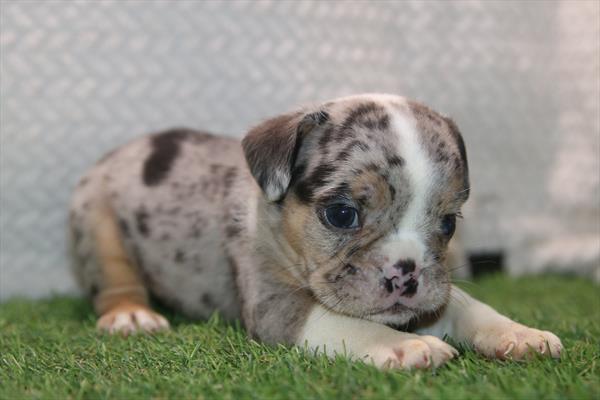 [#261407-01] Blue Merle M Beabull 3/4 Puppies For Sale