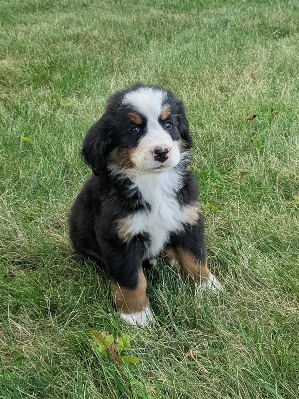 [#26194-03] Black Rust / White F Bernese Mountain Dog Puppies For Sale