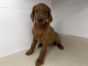 Petland Kennesaw, Georgia Irish Setter puppy available