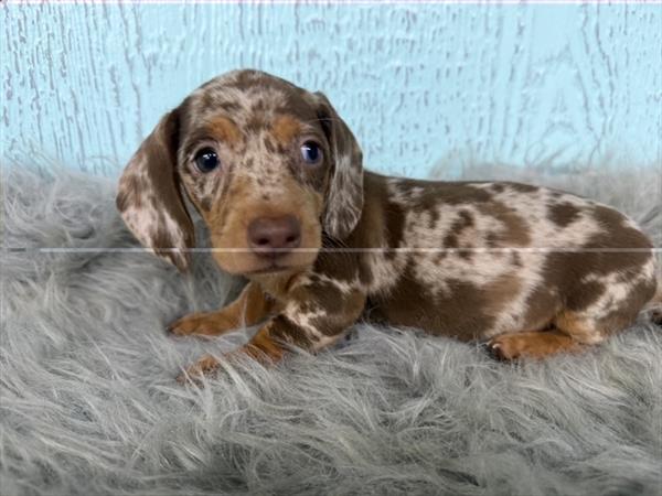 [#261398-05] Chocolate / Cream F Dachshund Puppies For Sale