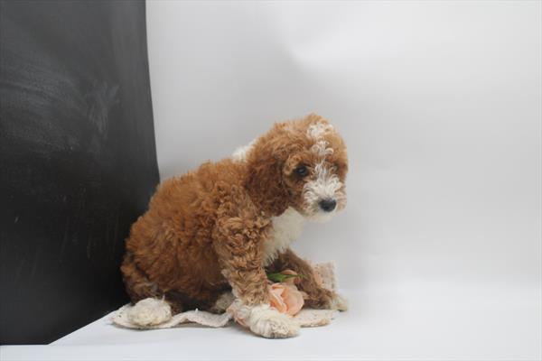 [#261355-05] Red / White F Goldendoodle Mini Puppies For Sale