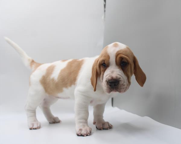 [#261436-04] Lemon / White F Walrus Puppies For Sale