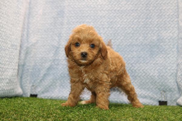 [#261280-03] Red M Maltipoo Puppies For Sale