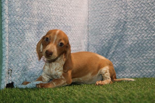 [#261496-02] Red F Dachshund Puppies For Sale